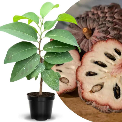Red Sugar Apple Tree For Home Garden, Tropical Fruit Tree, 2 To 3 Ft Tall In A 3 Gallon Pot, No Fuss Grow Backyard Fruit Plant For Fresh Home Harvest With Easy Care, young potted sapling with fruit slice