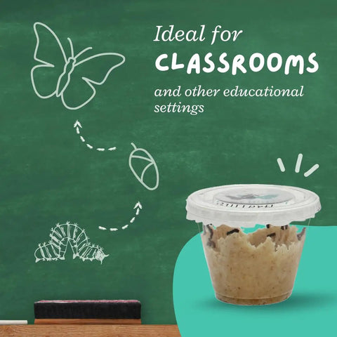 Watch Five Live Painted Lady Caterpillars Transform Into Butterflies With This Hands On Butterfly Garden Kit For Kids And Families, Includes Observation Timeline And Simple Care Tips classroom kit cup