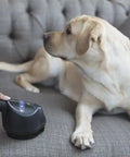 Dog on a gray sofa being cleaned with a handheld cleaning device for pet hair and stains