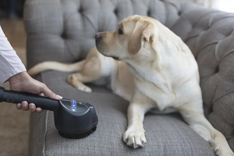 Dog on a gray sofa being cleaned with a handheld cleaning device for pet hair and stains
