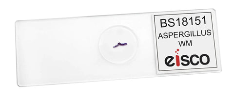 Aspergillus Brown Mold Prepared Microscope Slide Wholemount For Biology And Microscopy Classroom Ready Hands On 75 By 25 Millimeter Slide Ideal For High School And College Biology Labs And Microscopy Lessons label