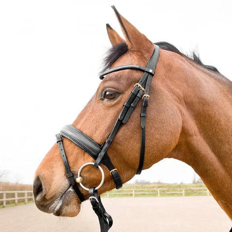 Horse wearing Soft Elastic Rein Aid Inserts for Horses Rein Extensions That Improve Contact and Promote Soft Hands Easy to Attach Strap