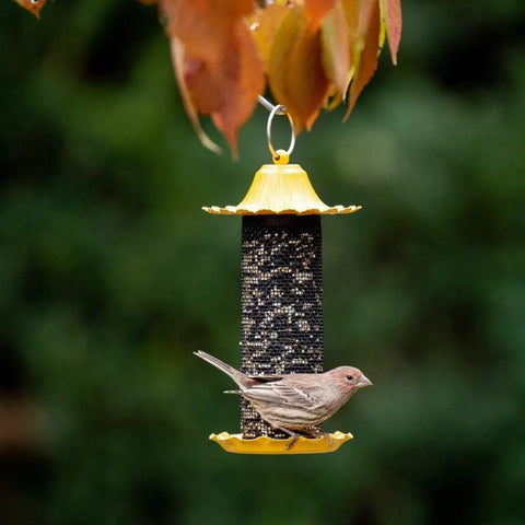 Yellow Bird Feeder Built To Last In All Weather Durable High Density Plastic No Fuss Easy Fill And Clean With Wide Opening And Sturdy Hanging Ring A Low Maintenance Outdoor Bird Feeder For Your Garden