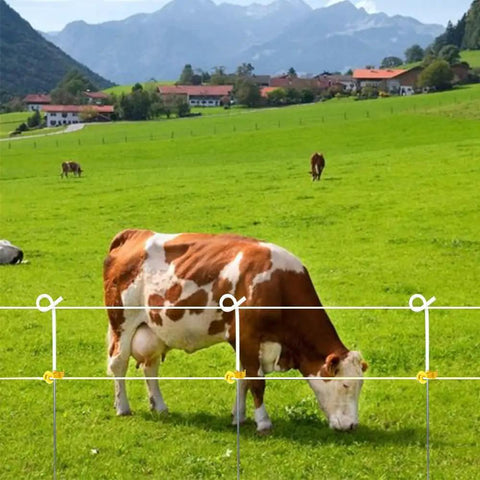 Farm field with cow grazing next to electric fence using 25 Pack T Post Insulators for Electric Fence Wire Heavy Duty Extended Chain