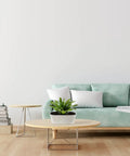 Five Pack White Herb Planter Boxes With Drip Trays Eight Point Five Inch Small Oval Window Planter on coffee table indoors