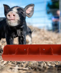 Heavy Duty Five Compartment Piglet Feed Trough With No Sweat Plastic Livestock Manger For Farm Hog Water And Dry Food Swine Station, red trough and piglet.
