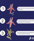 Step-by-step dissection of Preserved Northern Sea Star 5 To 8 Inch Formalin Specimen For Marine Biology Study And Anatomy.