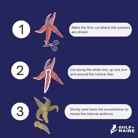 Step-by-step dissection of Preserved Northern Sea Star 5 To 8 Inch Formalin Specimen For Marine Biology Study And Anatomy.