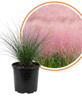 Ornamental Grass Live Plant Pink Muhly 4-6 Inch Tall Soil Plug Ready For Planting, Fast Growing Perennial For Garden Beds, Reaches 2 To 3 Feet Tall And Wide, Easy Care Landscaping in nursery pot