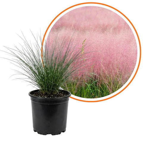 Ornamental Grass Live Plant Pink Muhly 4-6 Inch Tall Soil Plug Ready For Planting, Fast Growing Perennial For Garden Beds, Reaches 2 To 3 Feet Tall And Wide, Easy Care Landscaping in nursery pot