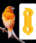 Canary perched with 4mm Bird Splayed Leg Treatment Ring Set for Canaries Budgies Finches and Small Quail Hobble Leg Bands in orange