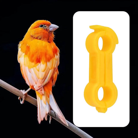 Canary perched with 4mm Bird Splayed Leg Treatment Ring Set for Canaries Budgies Finches and Small Quail Hobble Leg Bands in orange