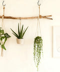 Wooden branch with hanging plants and framed art on white wall.