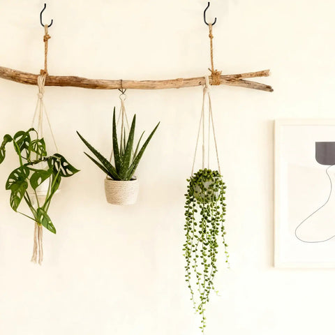 Wooden branch with hanging plants and framed art on white wall.