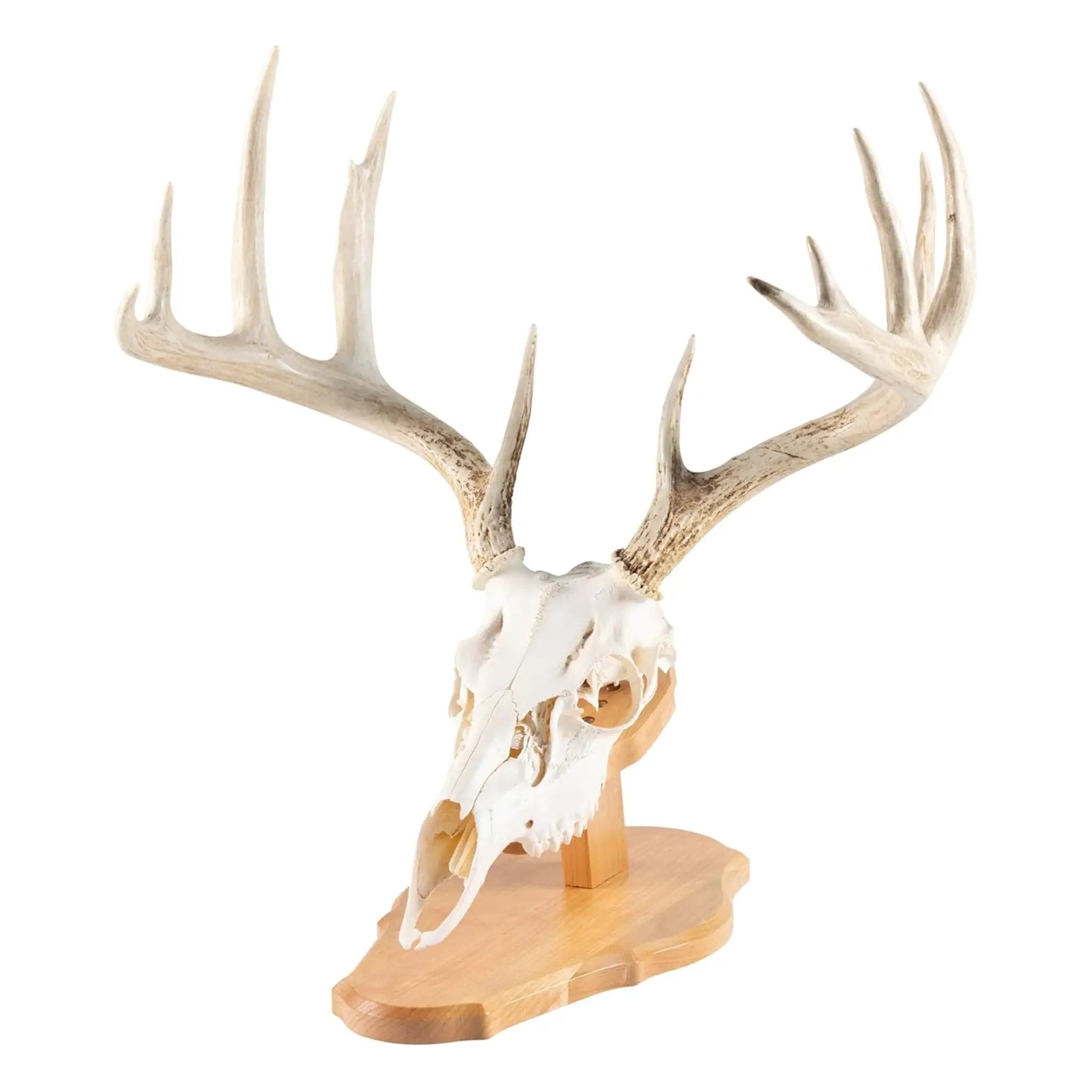 Euro Style Skull Display Kit In Solid Cherry ✓