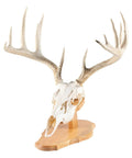 Euro Style Skull Display Kit In Solid Cherry Reversible Table Or Wall Mount For Bear Whitetail Mule Deer And Sheep Includes Hardware And Full Instructions Measures About Fifteen By Eight By Five Point Seven Five Inches, mounted with antlers