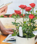 4 In 1 Soil Moisture Meter Plant Water Monitor With Bluetooth For Indoor Plants, Tracks Moisture Temperature Light And Fertility, Syncs With Flower Care And Mi Home Apps, Easy Hygrometer Sensor For Home Garden, white sensor in potted roses