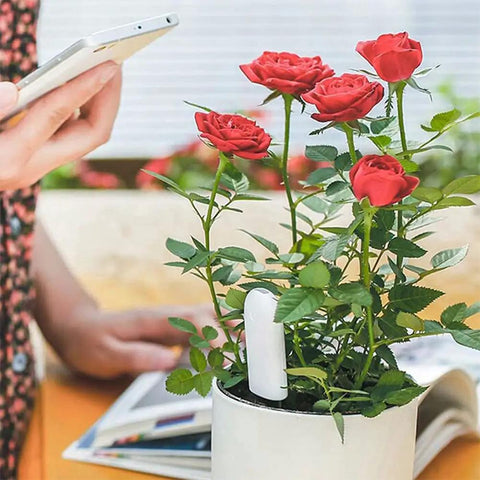 4 In 1 Soil Moisture Meter Plant Water Monitor With Bluetooth For Indoor Plants, Tracks Moisture Temperature Light And Fertility, Syncs With Flower Care And Mi Home Apps, Easy Hygrometer Sensor For Home Garden, white sensor in potted roses