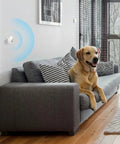 Must Have Tapo Motion Sensor With Long Battery Life And Real Time Alerts Requires Tapo Hub H100 in a living room with a dog on sofa