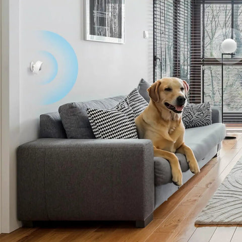 Must Have Tapo Motion Sensor With Long Battery Life And Real Time Alerts Requires Tapo Hub H100 in a living room with a dog on sofa
