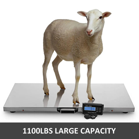 Built Like A Tank Heavy Duty Digital Platform Scale For Pets And Livestock With Waterproof Stainless Steel Deck and Large Backlit LCD Screen showing sheep on scale.