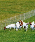Top Shelf Electric Netting Fence Kit 100 Foot By 42 Inch Double Spike Portable E Fencing For Sheep Goats in use with goats.