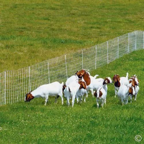 Top Shelf Electric Netting Fence Kit 100 Foot By 42 Inch Double Spike Portable E Fencing For Sheep Goats in use with goats.