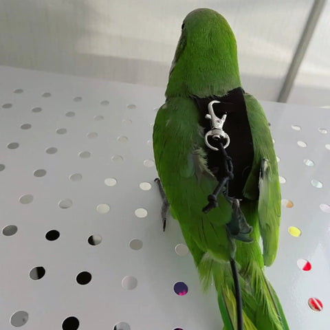 Soft Fleece Parrot Flight Harness Vest With 2 Meter Leash for Parakeets on green bird, back view on white surface