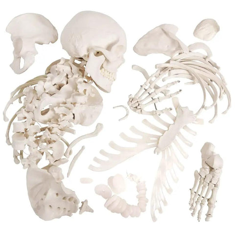 Full Size 67 Inch Anatomy Skeleton Model with 3 Posters, showing disassembled bones including skull, ribs, and hands
