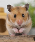 A curious hamster in front of a Hand Woven Willow Twig Tunnel Small Pet Hideout For Hamsters And Small Critters All Natural Safe Chewable Hideaway Cozy Critter Friendly Tunnel Measures Four Inches Wide Five And A Quarter Inches Deep Four And A Half Inches High.