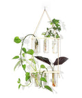 Wall Mounted Water Culture Plant Station With Wooden Bracket And Glass Tube Vases For A Boss Home Office Vibe, Easy Indoor Garden