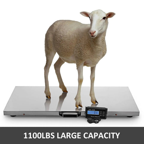 Heavy Duty Digital Livestock Scale With Rock Solid Stainless Steel Platform Built Wide And Sturdy For 1100 LB Pet Weighing and Dead On Postal Shipping Measurements, sheep standing on the scale.