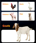Image showing various farm animals including a goat, chicken, duck, pig, and dog, highlighting livestock categories.