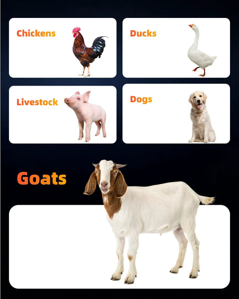 Image showing various farm animals including a goat, chicken, duck, pig, and dog, highlighting livestock categories.