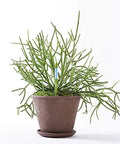 Leave In Soil Moisture Meter Pen Set Of Four For Home Garden Green Small Probes Continuous Plant Water Monitoring For Two Inch Two And A Half Inch And Three Inch Pots Easy To Read Digital Readout in potted plant