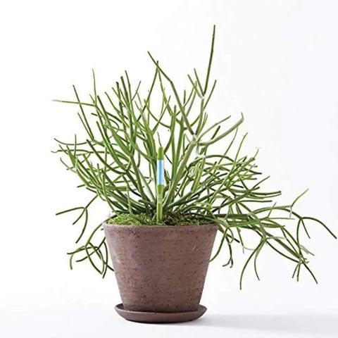 Leave In Soil Moisture Meter Pen Set Of Four For Home Garden Green Small Probes Continuous Plant Water Monitoring For Two Inch Two And A Half Inch And Three Inch Pots Easy To Read Digital Readout in potted plant