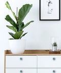 Stylish home decor featuring a light blue marble cabinet knob, a fiddle leaf fig plant, and a glass terrarium on white dresser.