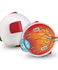 Soft Foam Eye Model For Kids, 3D Human Eye Anatomy Kit showing labeled cross-section of eye parts on classroom table.