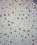 Ascaris And Onion Mitosis Prepared Microscope Slide 75 By 25 Mm For Visualizing Animal And Plant Cell Division In Introductory Microscopy Education Hands On Classrooms Home Labs And Independent Study, onion cell nuclei