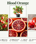 Blood Orange Tree 1-2 Feet Tall in 1 Gallon Pot, Upright Dwarf Citrus for Home Orchard, Produces Sweet Oranges, Easy Care, Rare Fruit, Container Friendly for Patio or Small Garden, potted tree with ripe fruit