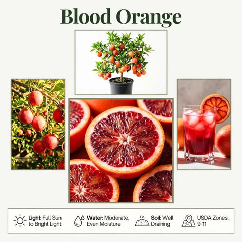 Blood Orange Tree 1-2 Feet Tall in 1 Gallon Pot, Upright Dwarf Citrus for Home Orchard, Produces Sweet Oranges, Easy Care, Rare Fruit, Container Friendly for Patio or Small Garden, potted tree with ripe fruit