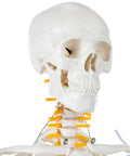 Close-up of skull on Mini Human Skeleton Model With Metal Stand, 31 Inch Tall, showing fully articulated joints and removable parts.