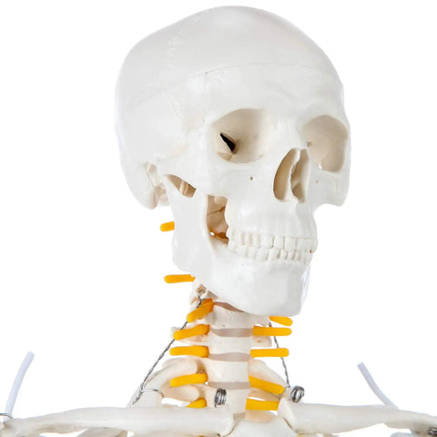 Close-up of skull on Mini Human Skeleton Model With Metal Stand, 31 Inch Tall, showing fully articulated joints and removable parts.