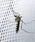 Close-up of a mosquito on Ultra Fine Dome Mosquito Net Bed Canopy For Kids And Adults Ceiling Mounted White Princess Style Net Tent 300 Mesh