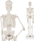 17 Inch Portable Skeleton Anatomy Model With Movable Skull, Arms And Legs For Education And Teaching, close-up of chest and full view