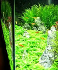 Aquarium tank illuminated by FugeRay Planted Aquarium LED Light With Moonlights 24 Inch Slim High Output Fixture showcasing lush plants.