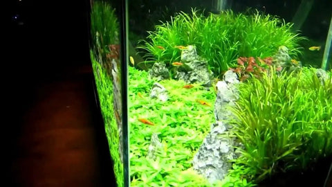 Aquarium tank illuminated by FugeRay Planted Aquarium LED Light With Moonlights 24 Inch Slim High Output Fixture showcasing lush plants.