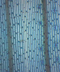 Monocot Leaf Epidermis Whole Mount Prepared Microscope Slide 75x25mm, Lab Ready For Biology Classrooms, Plant Anatomy Study And Microscopy Practice, Clear Durable Educational Slide, stained cell rows