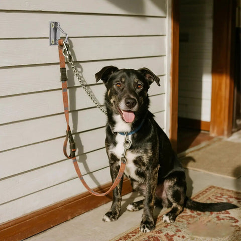 Dog leashed to 2 Pack Stainless Steel Wall Hooks For Dog Leashes Enclosed Parking Hook Wall Mounted With Screws For Easy Lead Management Indoor And Outdoor Use No Fuss Durable Rust Resistant Construction on house siding.