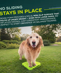 Golden retriever on Inflation Free Balance Ramp For Dogs Easy Beginner Obedience And Balance Training Non Slippery Surface Ideal